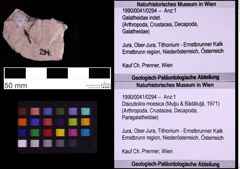 Foto (Objekt + Etiketten) von Discutiolira moesica (Muţiu & Bădăluţă, 1971) (NHMW-GEO-1990-0041-0294)